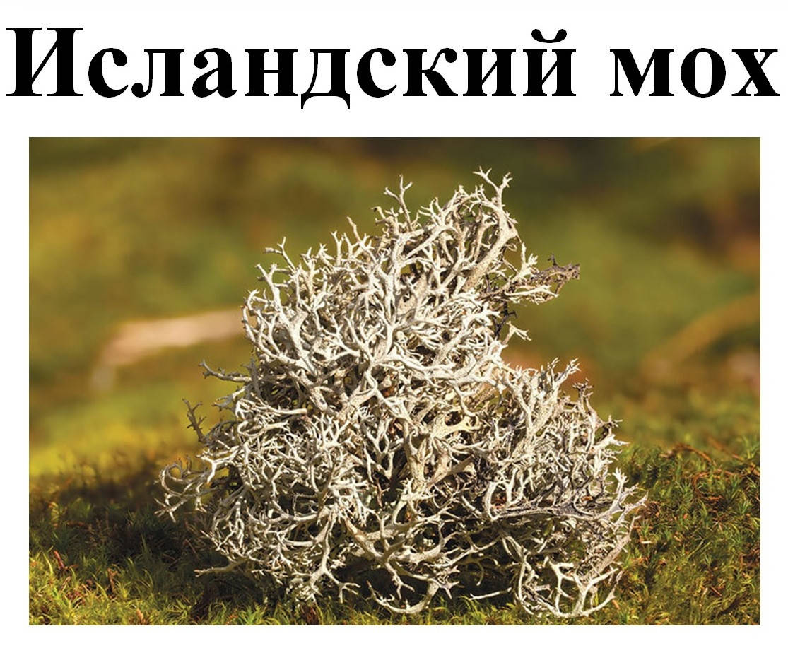 

Исландский мох, 30 грамм
