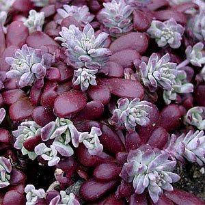 

Седум Purpureum (саженцы)