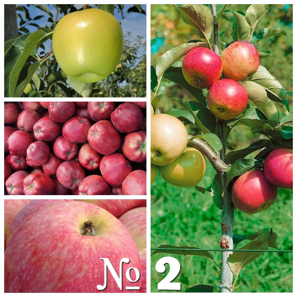 

Саженец многосортовой яблони Голден+Глостер+Мельба