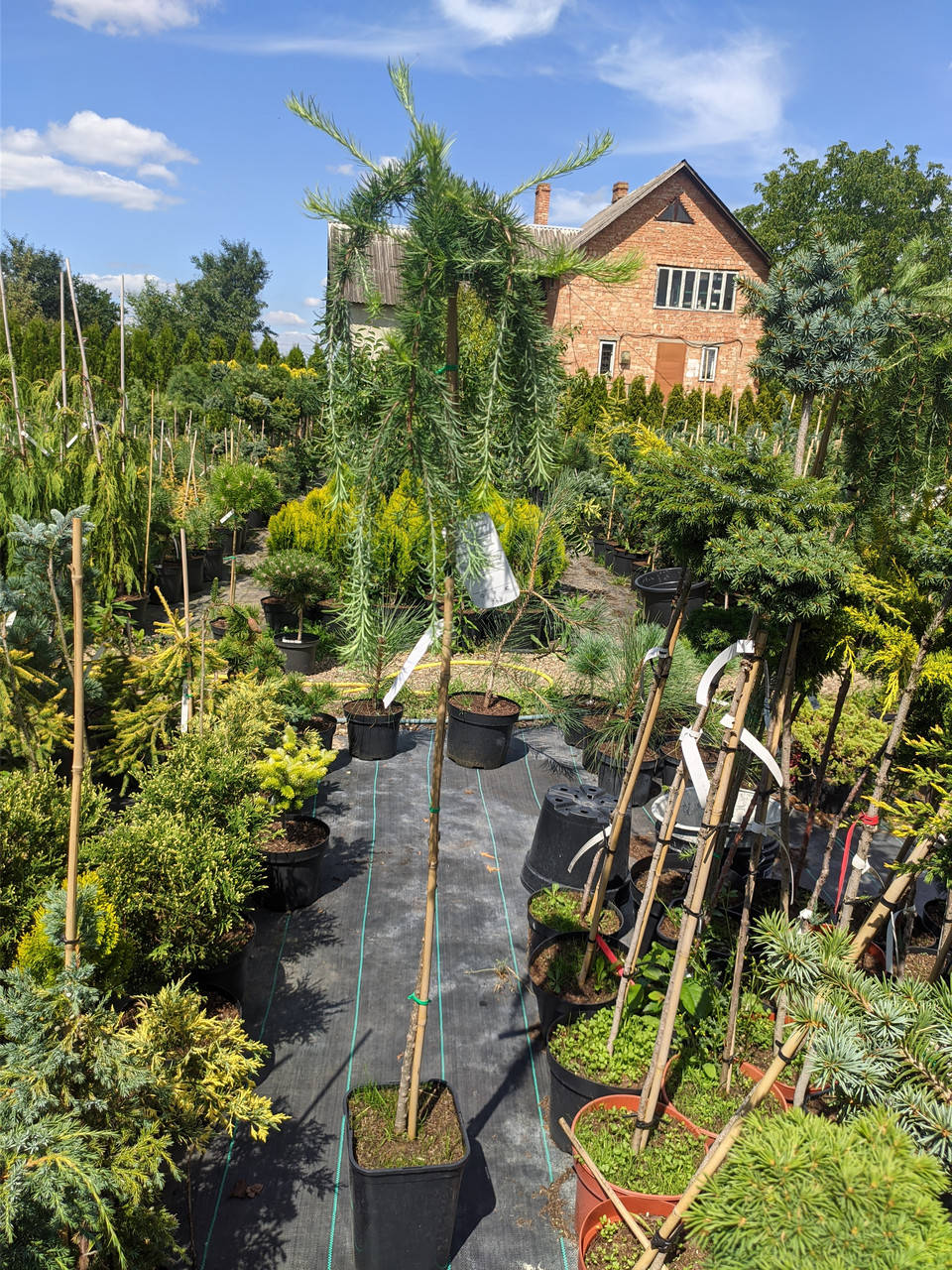 

Larix kampferi Stiff Weeper C-10 Pa