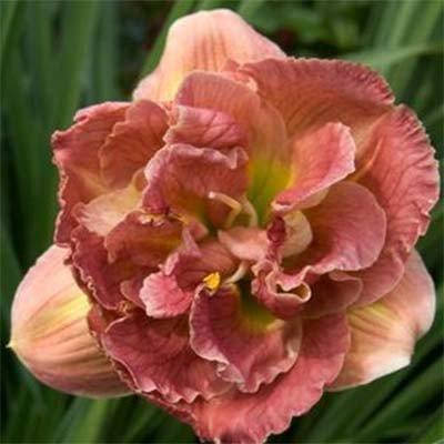 

Лилейник Double Pink Peony (саженцы)