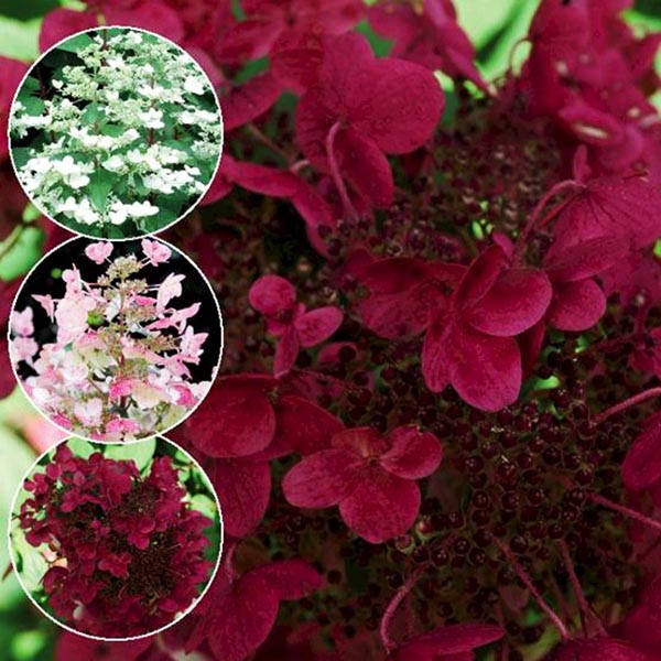 

Гортензия метельчатая Вимс Ред / Hydrangea Wim's Red / С3