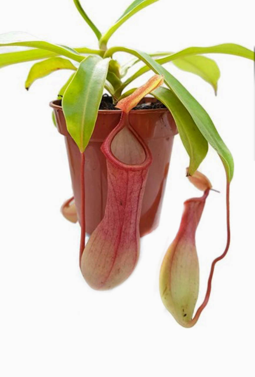 

Растение хищник Непентес Алата AlienPlants Nepenthes Alata Plants