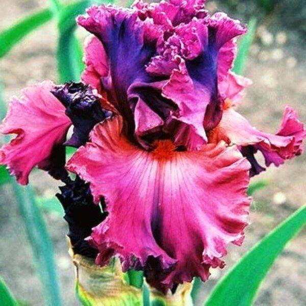 

Ирис бородатый Fashionably Late (корневища)