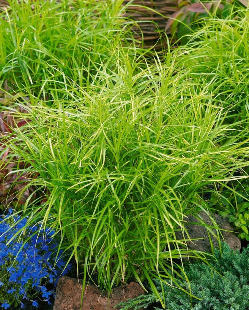 

Осока пальмолистная Охми \ Carex muskingumensis 'Oehme'