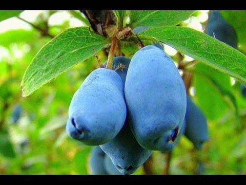 

"Дочь великана" - саженцы жимолости двухлетние сорта в контейнере 2 л.