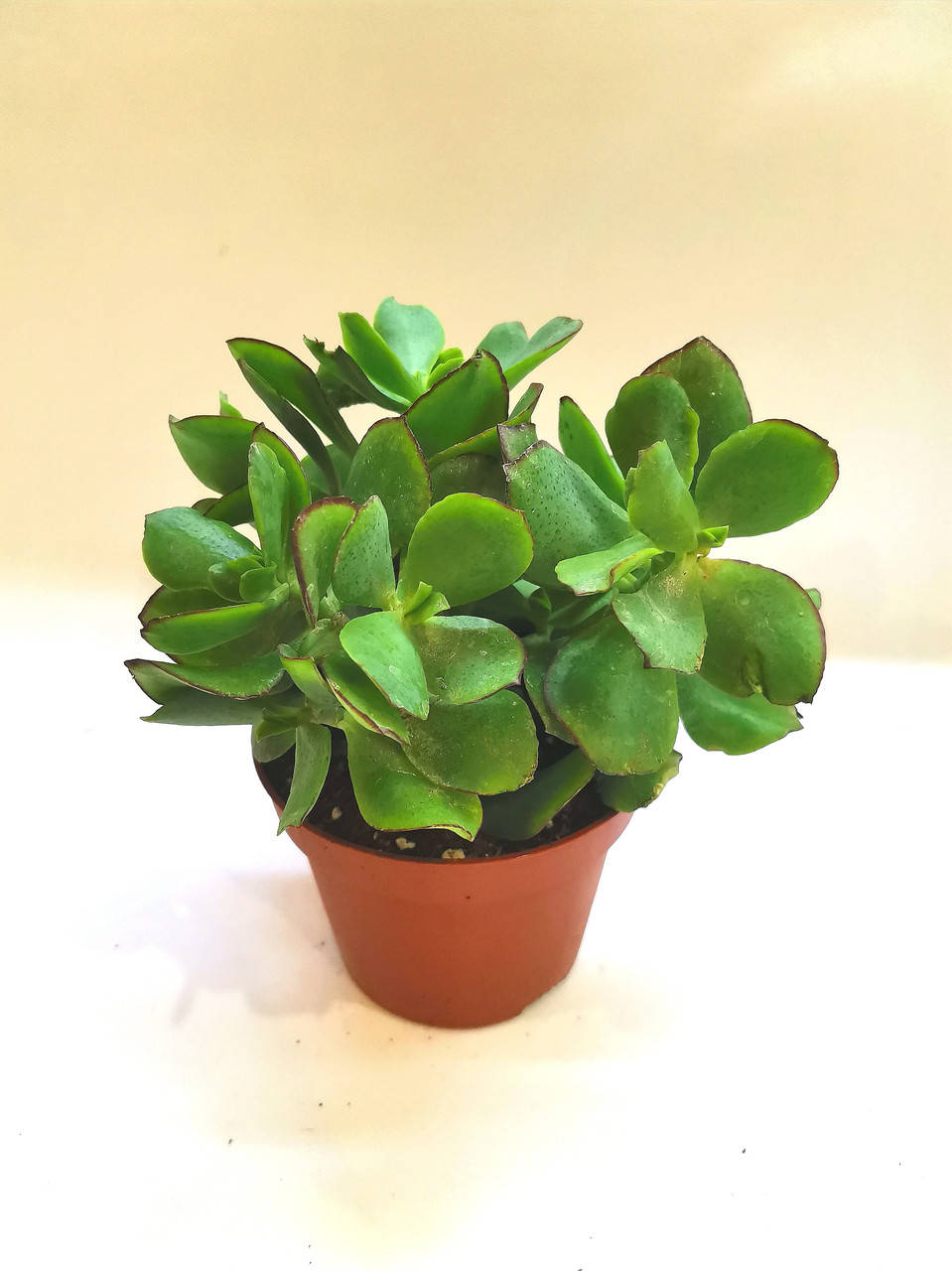 

Крассула Crassula arborescens Суккулент Комнатное растение