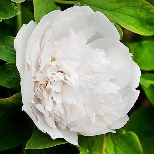 

Пион Snow Tower Xue Ta древовидный (саженцы)