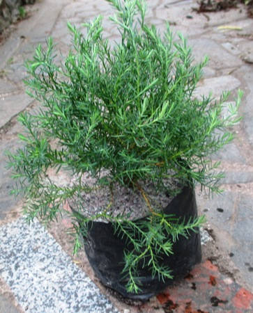 

Туя западная Эрикоидная (тамариксолистная). Саженцы в контейнерах Д12.