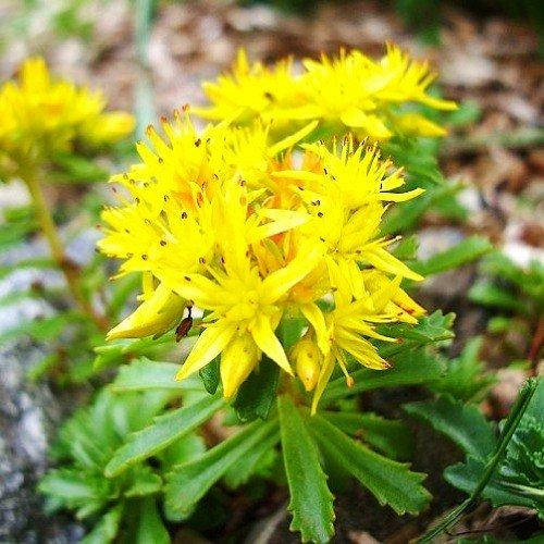 

Седум Weihenstephaner Gold (саженцы)