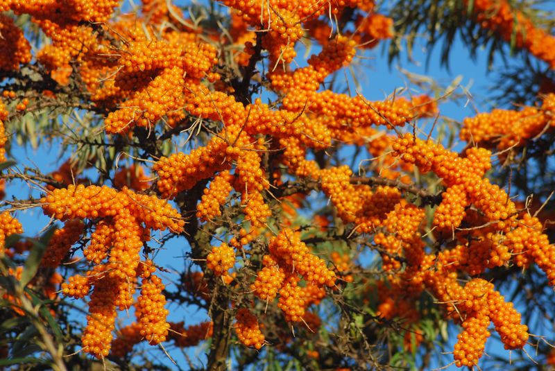 

Масло облепихи нерафинированное 50 мл