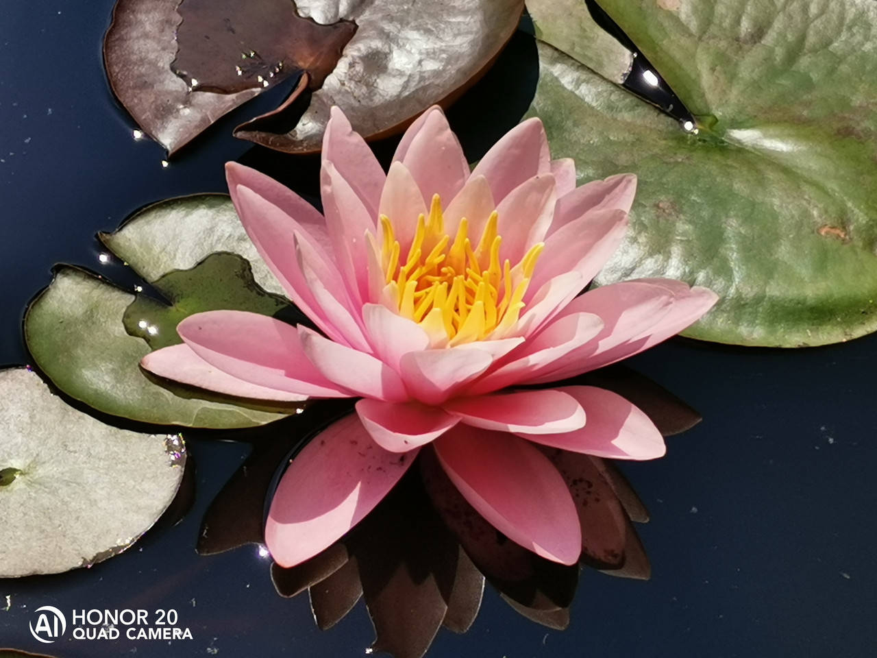 

Нимфея «Розэннимфэ» (Nymphaea «Rosennimphe») (взрослое растение)