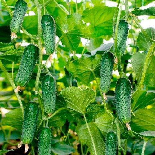 

Огурец Арктика F1 самоопыляемый 50 шт