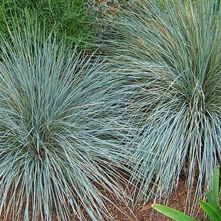 

Элимус песчаный, Elymus arenarius