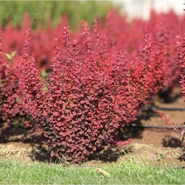 

Барбарис Red Tower 1,5 л