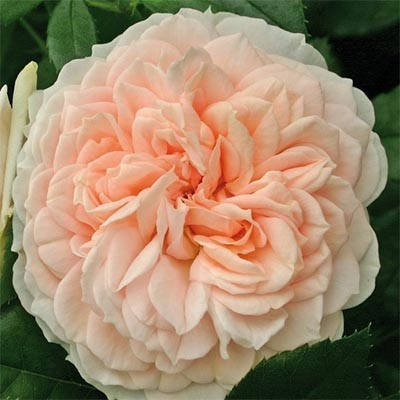 

Роза Garden of Roses (саженцы)