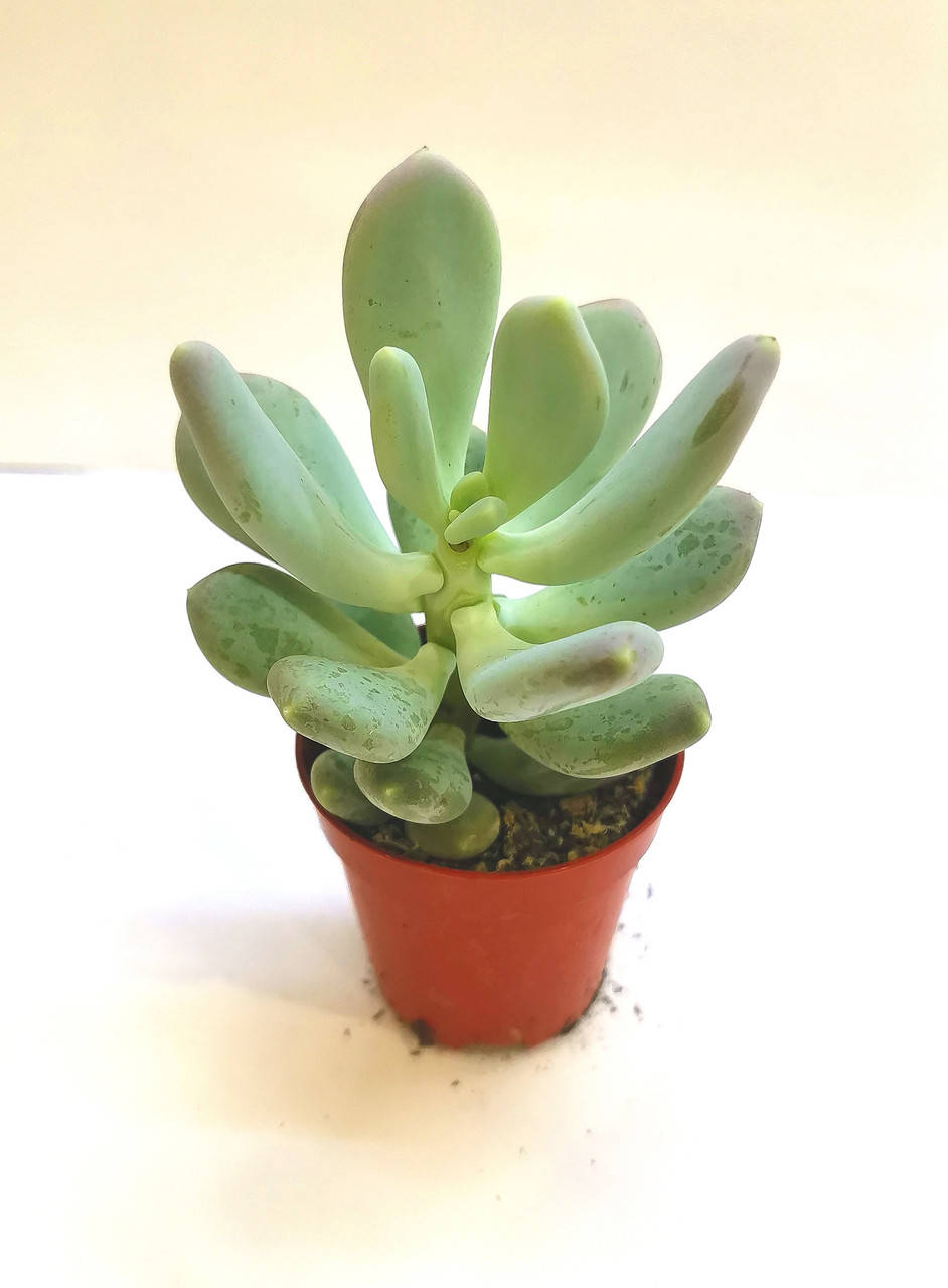

Пахифитум Pachyphytum glutinicaule Суккулент Комнатное растение