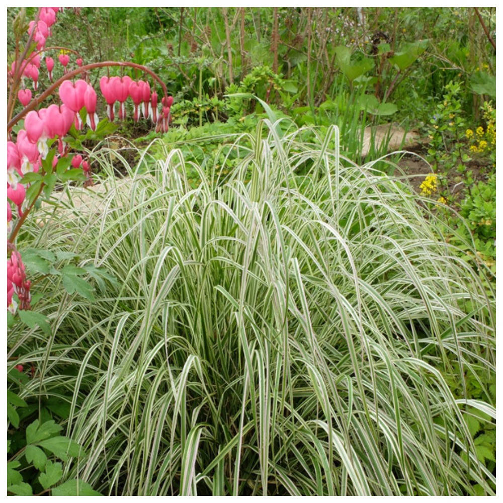 

Вейник остроцветковый Calamagrostis acutifolia Overdam