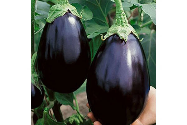 

Баклажан ранний Black Beauty 15семян Англия