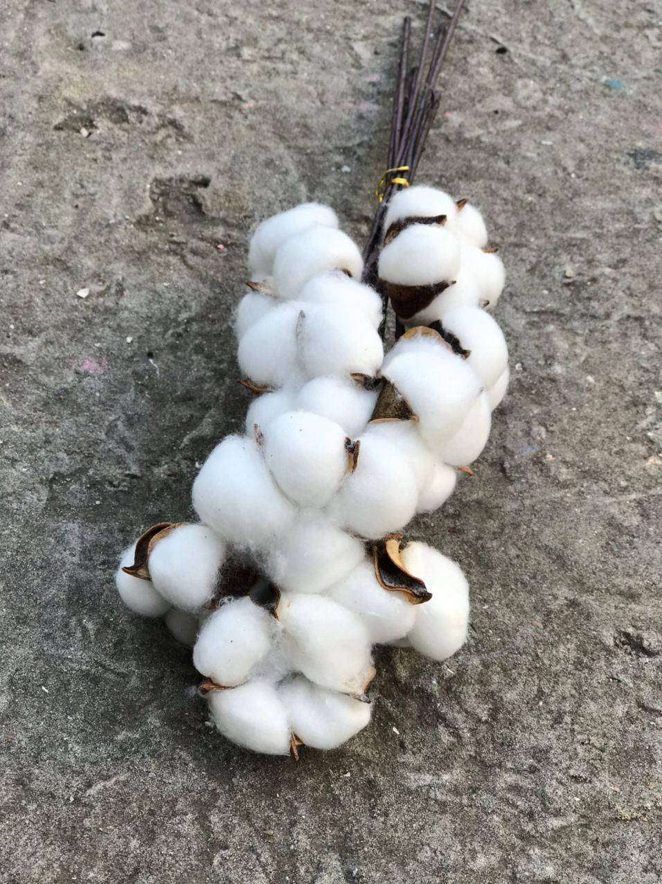 

Сухоцвет Хлопок