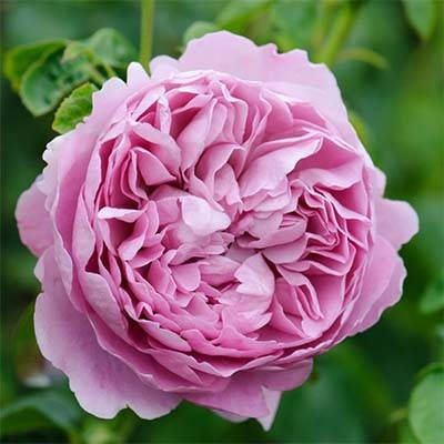

Роза Charles Rennie Mackintosh (саженцы)