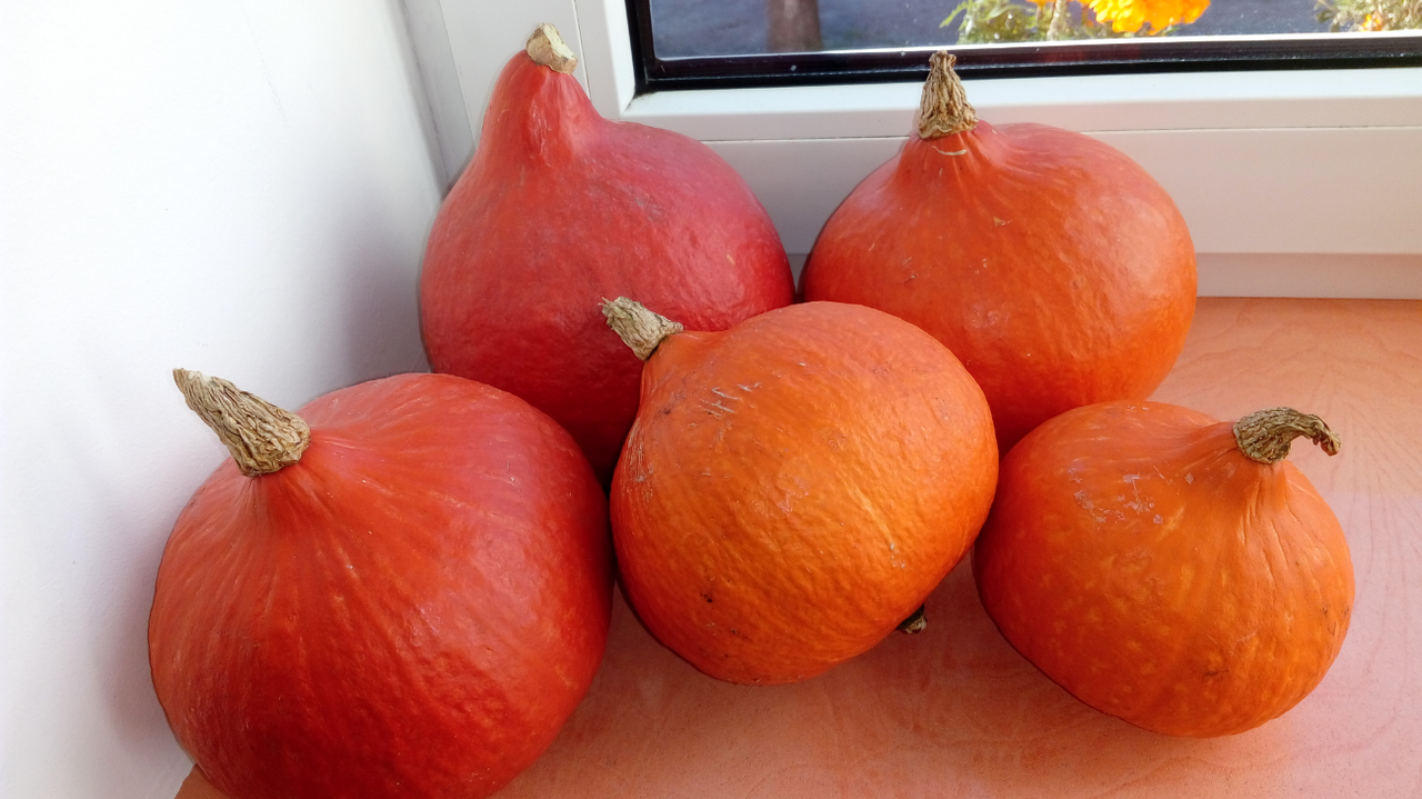 

Тыква Hokkaido pumpkin, Potimarron, 5 семян