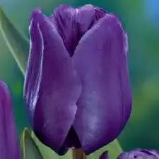 

Тюльпан триумф Blue Aimable ( Блю Эмейбл )