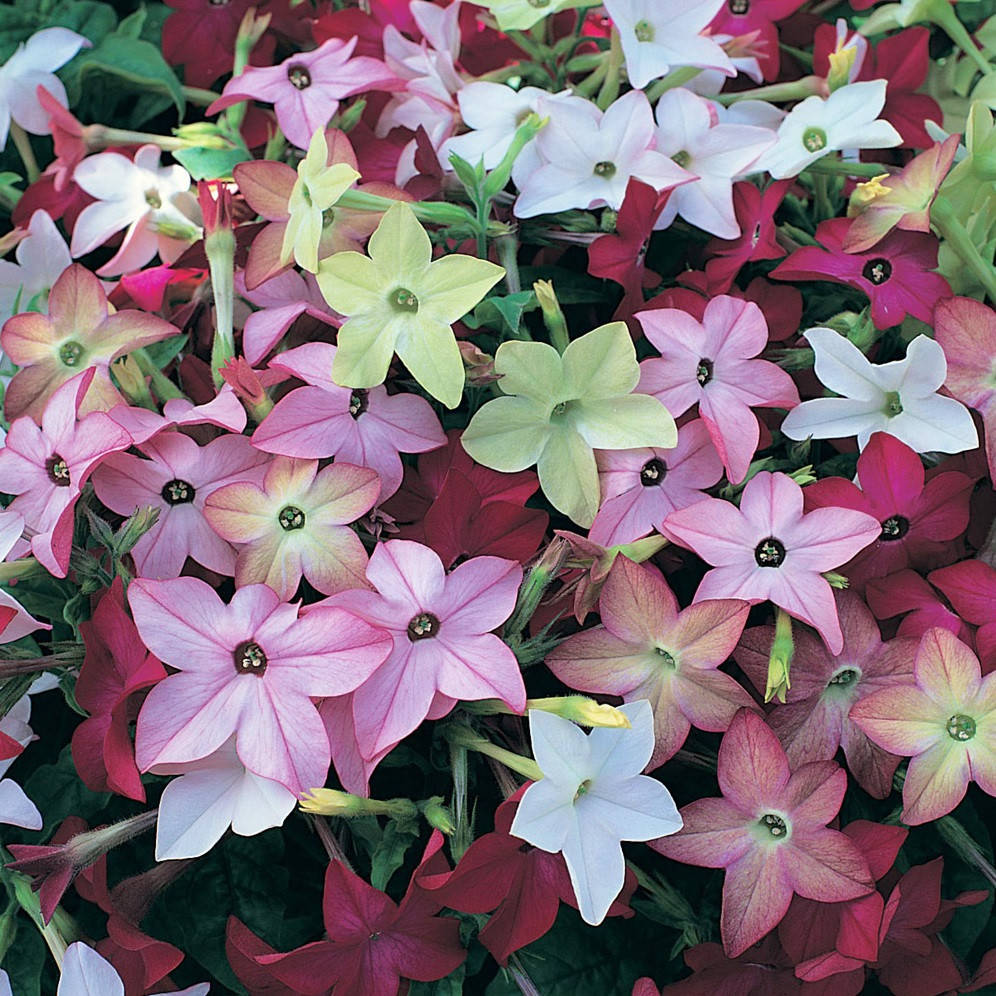 

Саратога 10 шт семена табака душистого Syngenta Голландия