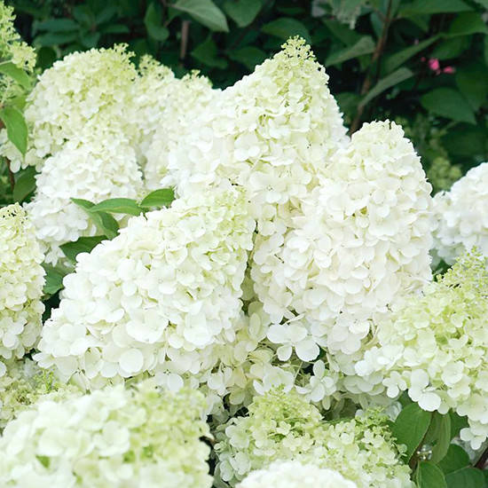 

Гортензия метельчатая Полар Бир / С10 / Hydrangea Polar Bear