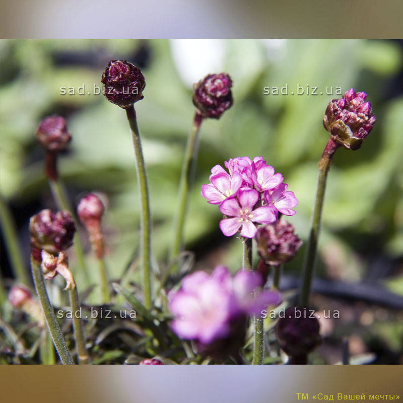 

Армерия приморская 'Rubrifolia'. Контейнер 0.5 л