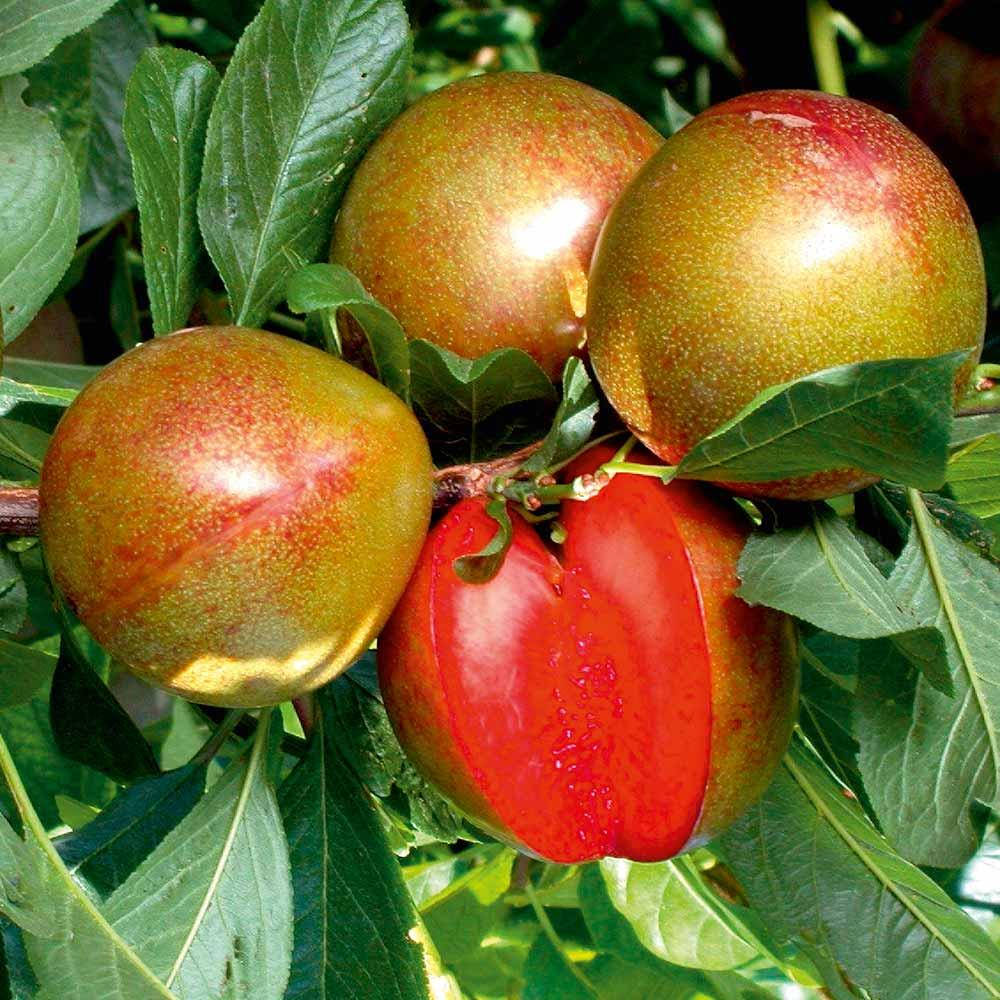 

Саженцы слив Флавор Супреме (слива-абрикос) (Pluot Flavor Supreme)