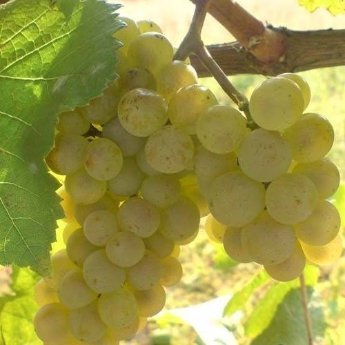 

Виноград Загрей (саженцы)
