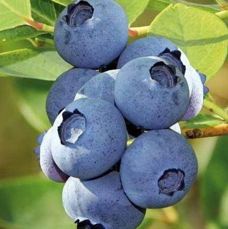 

Голубика Блюкроп, ЗКС в горшках 0.5 л