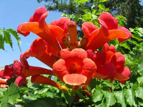 

Кампсис укореняющийся «Фламенко» С 0,5-1л