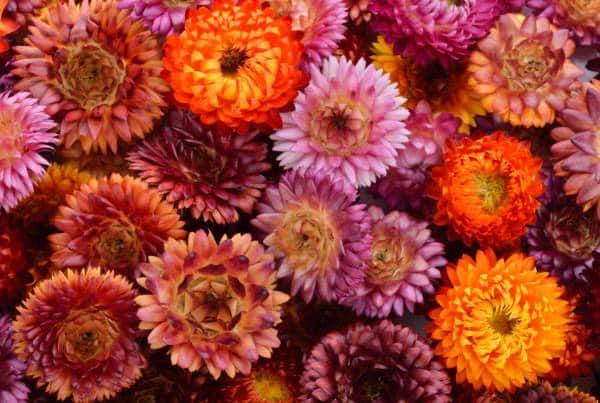 

Гелихризум Крупноцветковый смесь 0.3 г