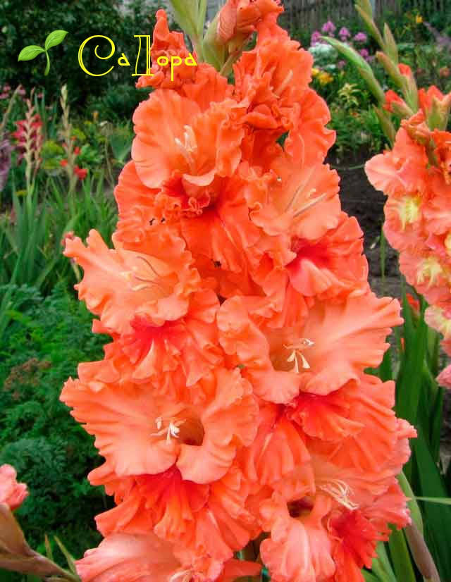 

Гладиолусы Дворянская Усадьба