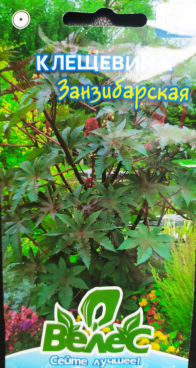 

Рицина Занзібарська