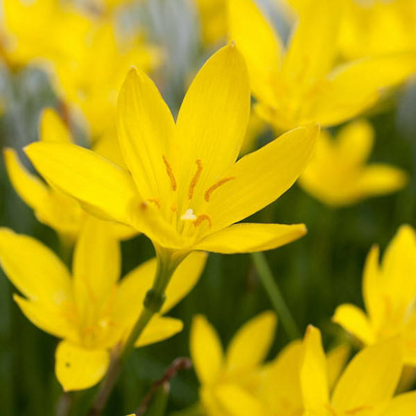 

Зефирантес Citrina