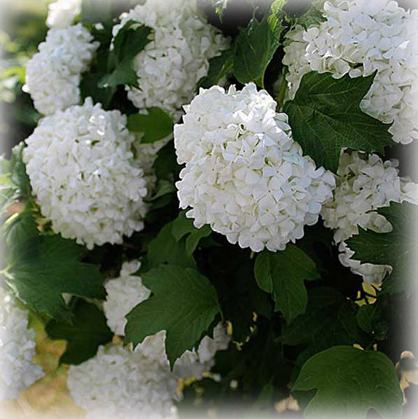 

Калина Бульденеж (Boulle-de-neig)