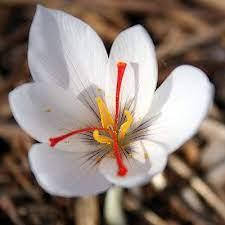 

Шафран посевной Альбус (Albus)