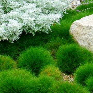 

Фестука зеленая, Festuca pseudodalmatica