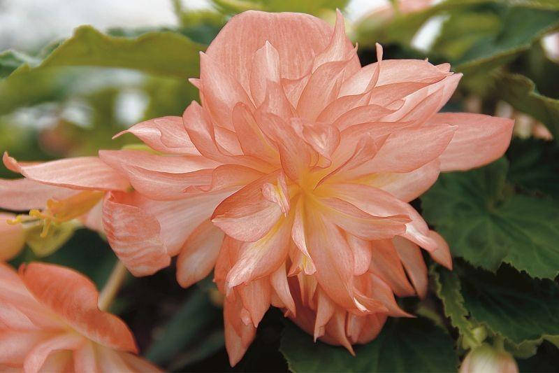 

Бегония ампельная Belleconia Soft Orange