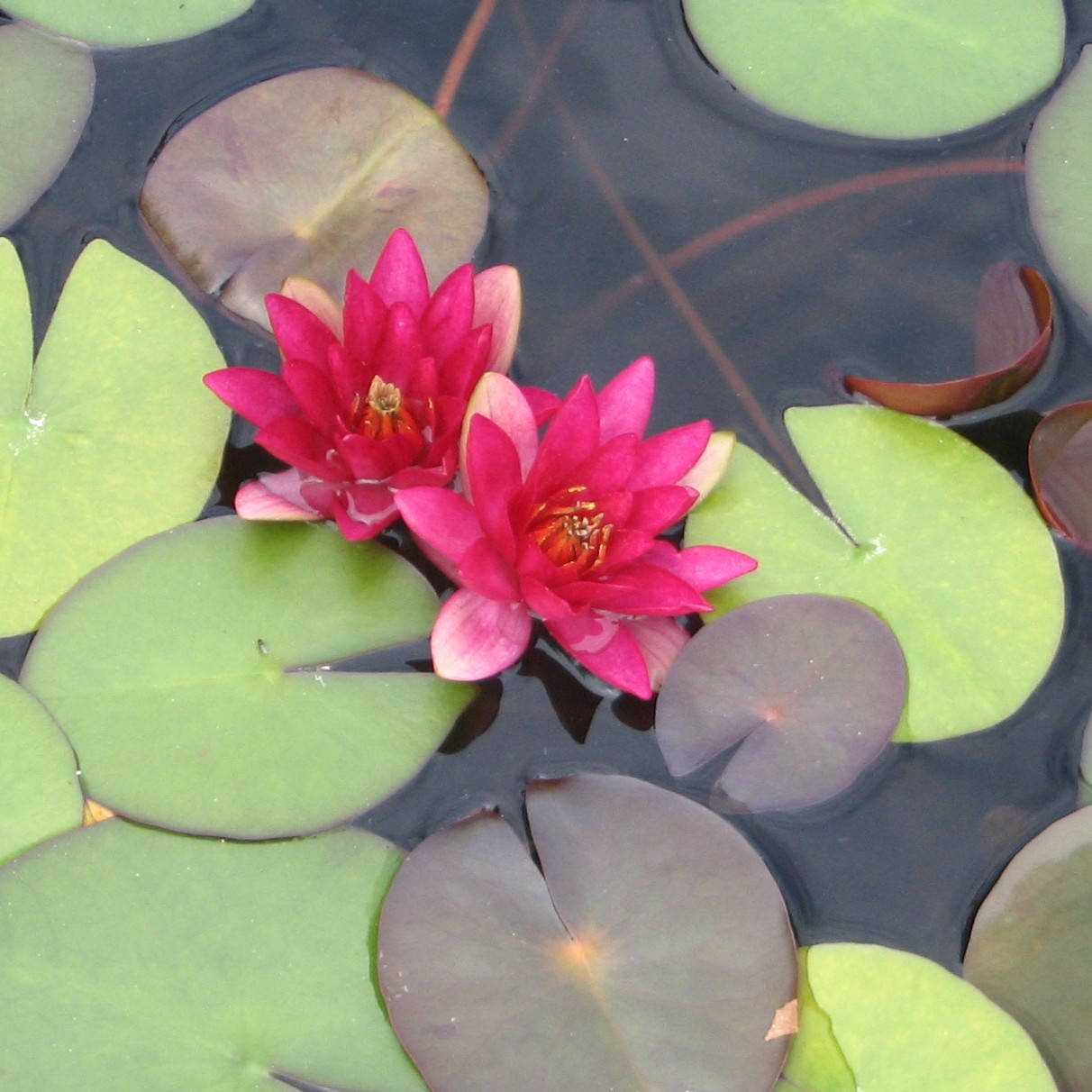

Нимфея "Глориоза"- Nymphaea "Gloriosa"