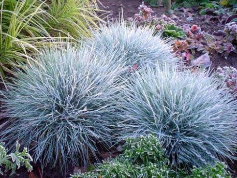 

Овсяница Сизая (Festuca Glauca)