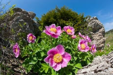 

Пион Крымский или Трижды тройчатый