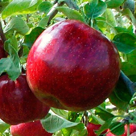 

Саженцы яблони РЕД ДЖОНОПРИНЦ зимнего срока созревания (двухлетний)