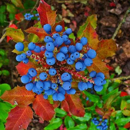 

Магония падуболистная, Mahonia aquifolium
