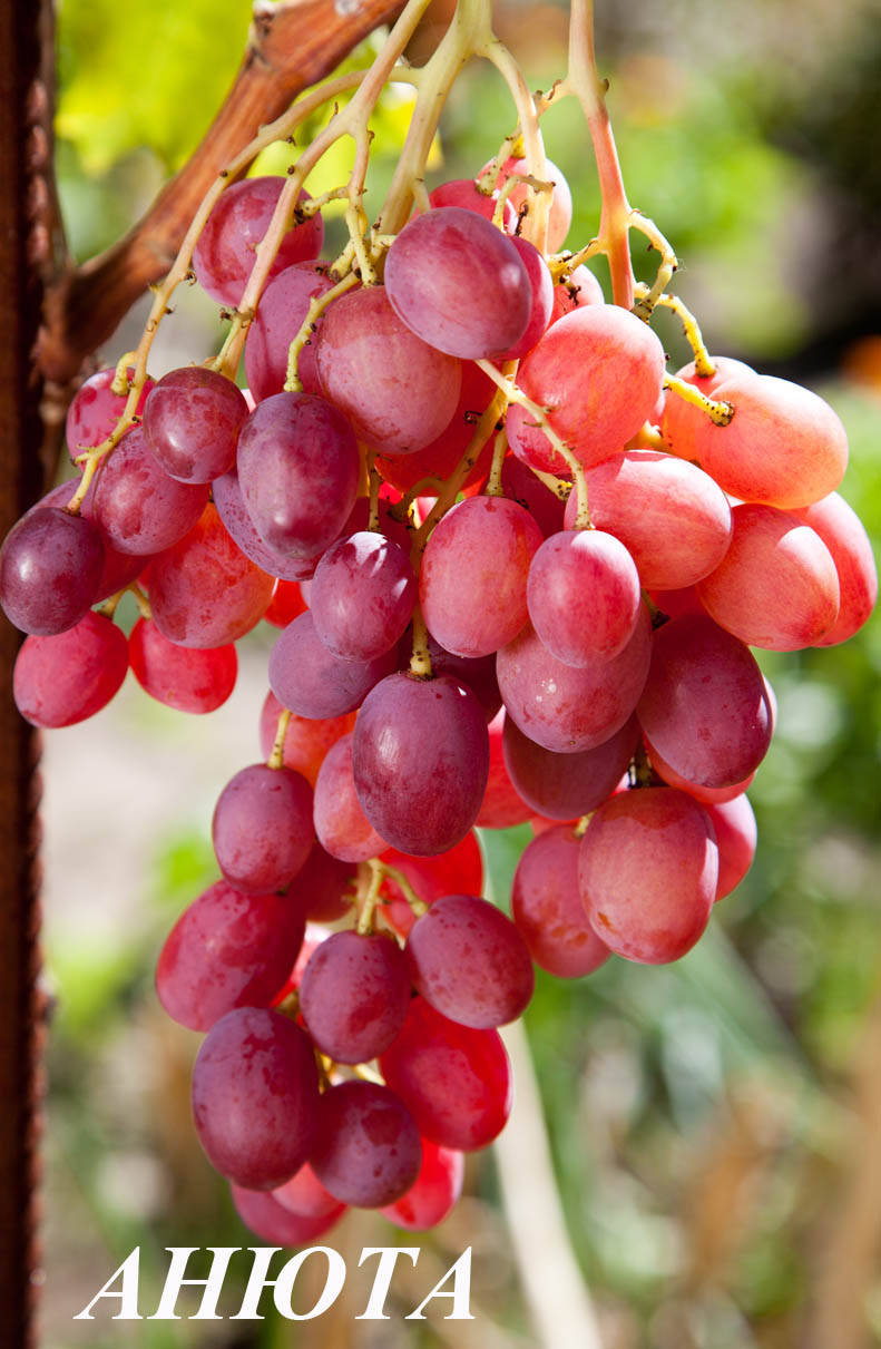 

Саженцы винограда Анюта Черенок