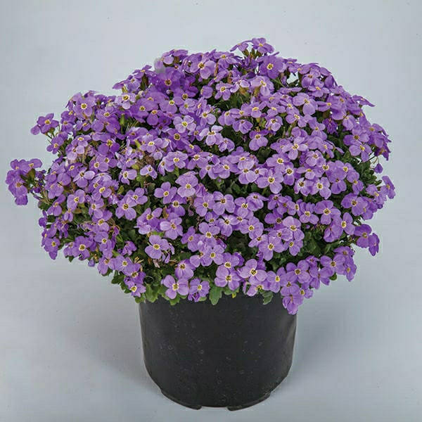 

Обриета (Аубреция) гибридная Одри F1 Скай Блю (Audrey F1 Sky Blue) 10 шт Syngenta, Синий