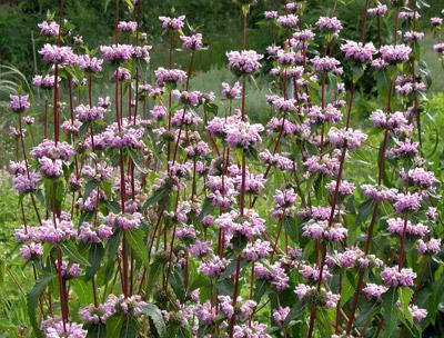 

Зопник клубненосный (Железняк) 100г